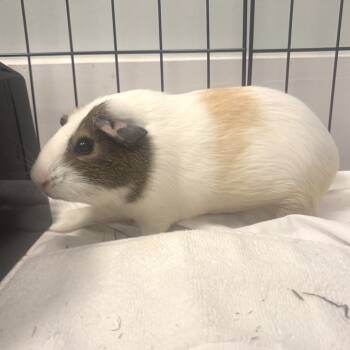 Rescue Guinea Pig Guinea Pigs for Adoption in Freeport, Florida - Moony | PetCurious